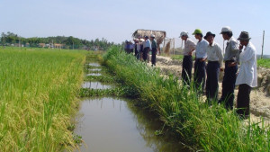 Năm 2022, Quảng Ngãi chuyển đổi gần 800ha đất lúa sang trồng cây khác