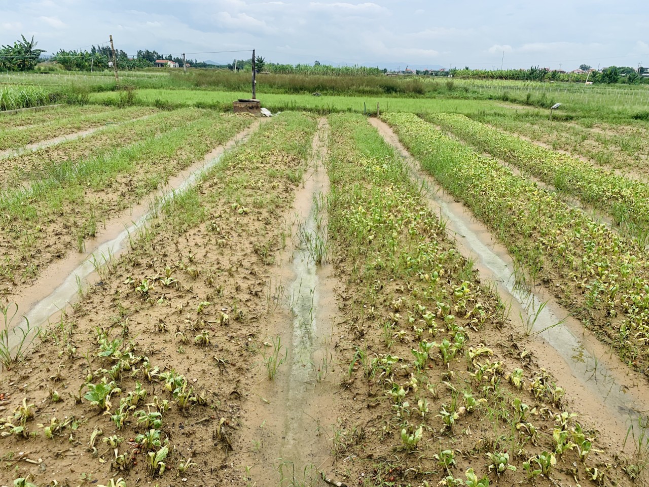 Huyện Quỳnh Lưu có hơn một ngìn ha rau màu bị ngập nước, hư hỏng sau đợt lũ này