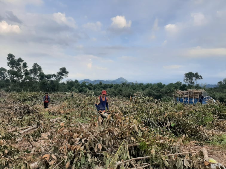 1218,3 ha trồng cây cao su tại xã Phong Mỹ bị gãy đổ sau bão số 5.