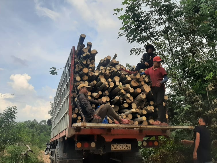 Một công ty từ Quảng Trị đến xã Phong Mỹ thu mua cây cao su bị gãy đổ sau bão số 5.