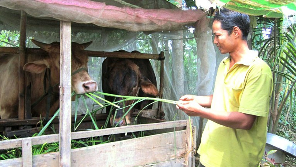 Bệnh viêm da nổi cục trên trâu, bò xuất hiện tại nhiều địa phương vùng ĐBSCL