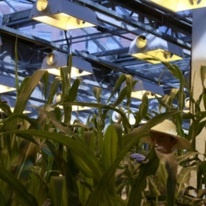 Trung Quốc mở cửa đẩy nhanh phương pháp chọn tạo giống cây trồng hiện đại