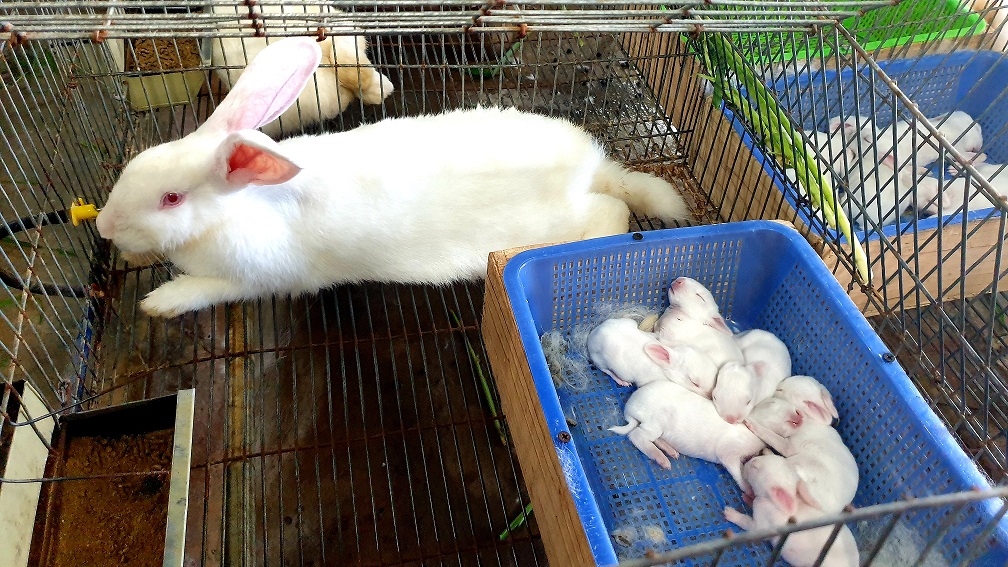 Kỹ thuật nuôi thỏ trắng New Zealand