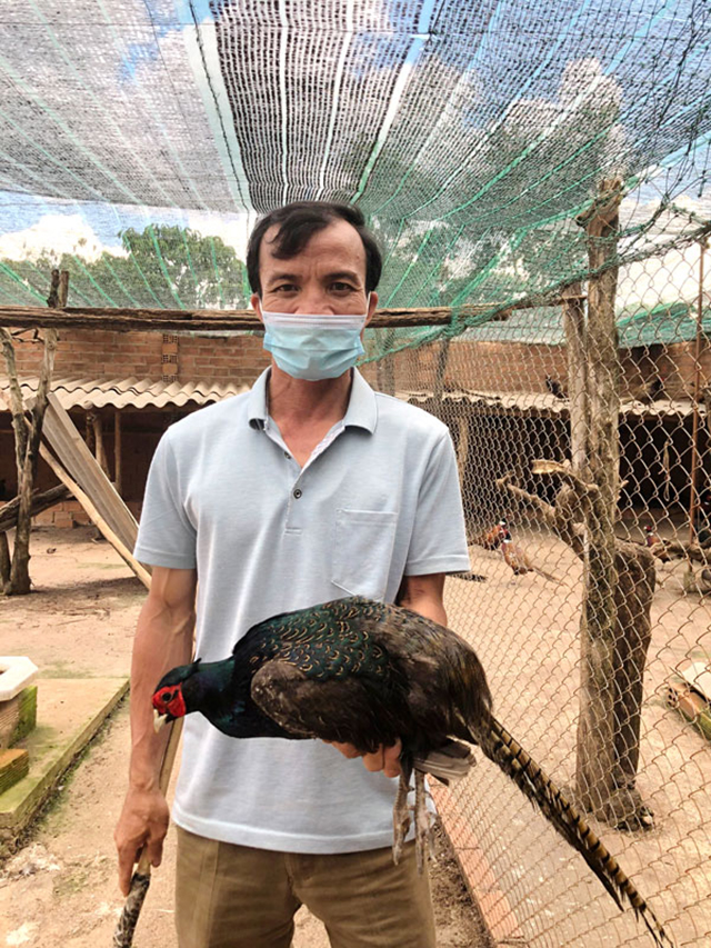 Kỹ thuật nuôi chim trĩ - Tạp chí Chăn nuôi Việt Nam