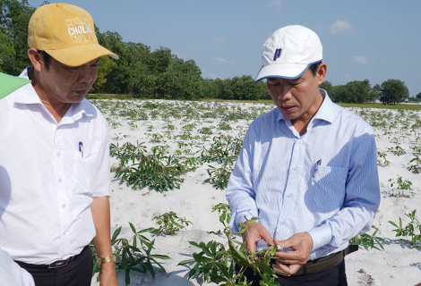 Lãnh đạo tỉnh Thừa Thiên - Huế trực tiếp đi kiểm tra tình hình bệnh khảm lá sắn trên địa bàn tỉnh.