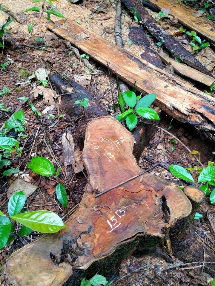 Một vụ phá rừng xảy ra tại khu vực do Công ty TNHH MTV Lâm nghiệp Nam Tây Nguyên quản lý vào cuối năm 2020.