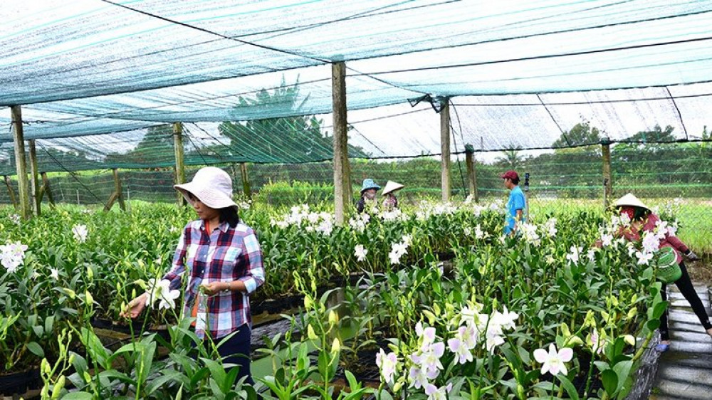 HLV và Trang trại TP. Hồ Chí Minh đẩy mạnh phát triển nông nghiệp đô thị