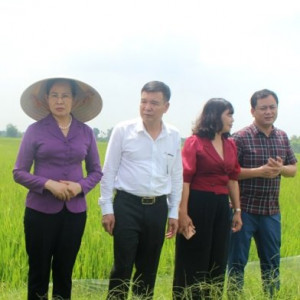 Nghiên cứu sản xuất giống lúa có sử dụng phân bón Nano Silic tại Hà Nam