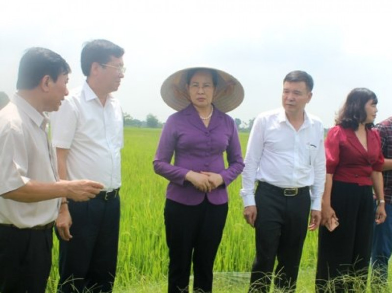 Nghiên cứu sản xuất giống lúa có sử dụng phân bón Nano Silic tại Hà Nam