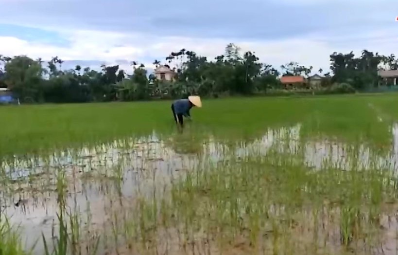 Số lúa giống mà HTX Nông nghiệp Lai Thành lấy từ nguồn hỗ trợ khắc phục thiệt hại do thiên tai của Nhà nước để bán cho nông dân đã hết hạn sử dụng.