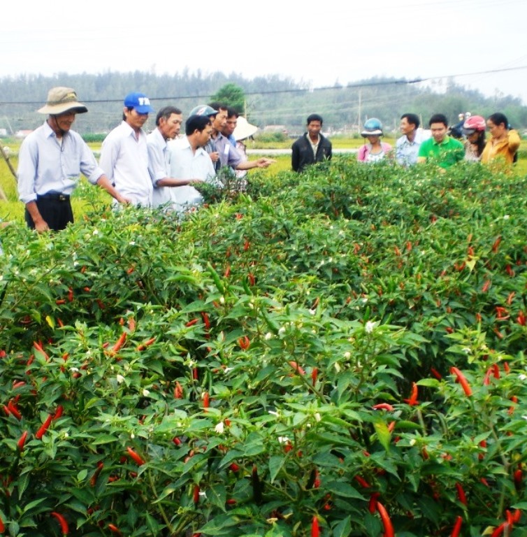 Tình hình sản xuất và tiêu thụ ớt ở Quảng Ngãi trong những năm qua chưa có sự liên kết bền vững, đầu ra không ổn định.