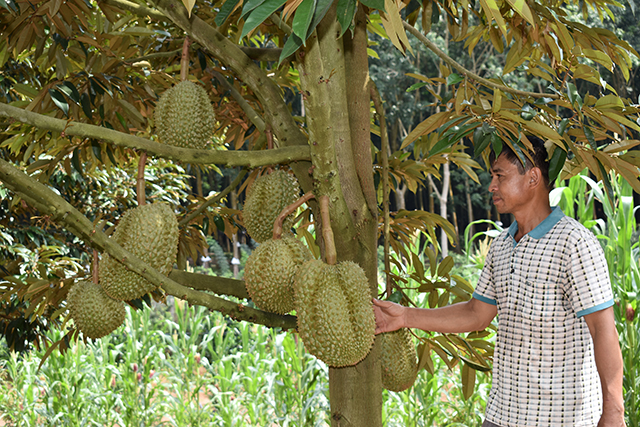 Top hơn 72 về mô hình trồng sầu riêng mới nhất  Tin học Đông Hòa