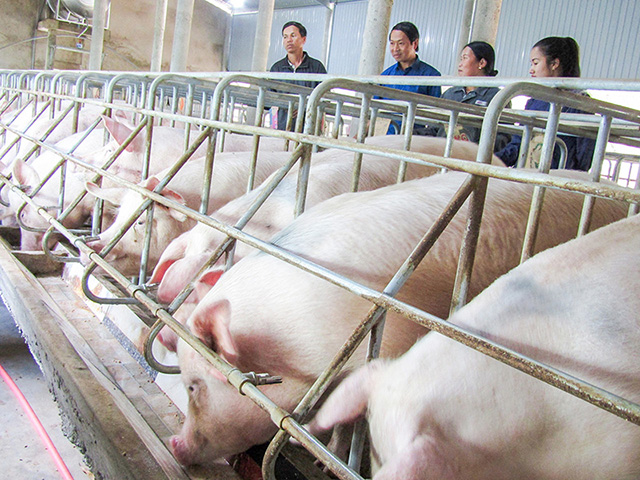 Quảng Trị Đầu tư trang trại nuôi lợn công nghệ cao 280 tỷ đồng tại huyện  Vĩnh Linh