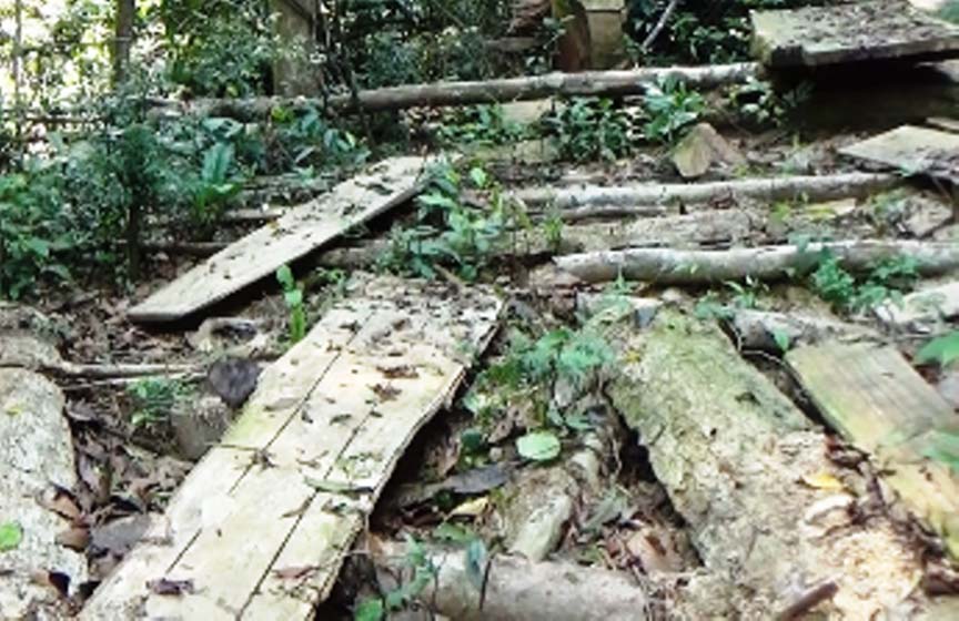 Một vụ chặt phá rừng trái phép ở Quảng Ngãi 