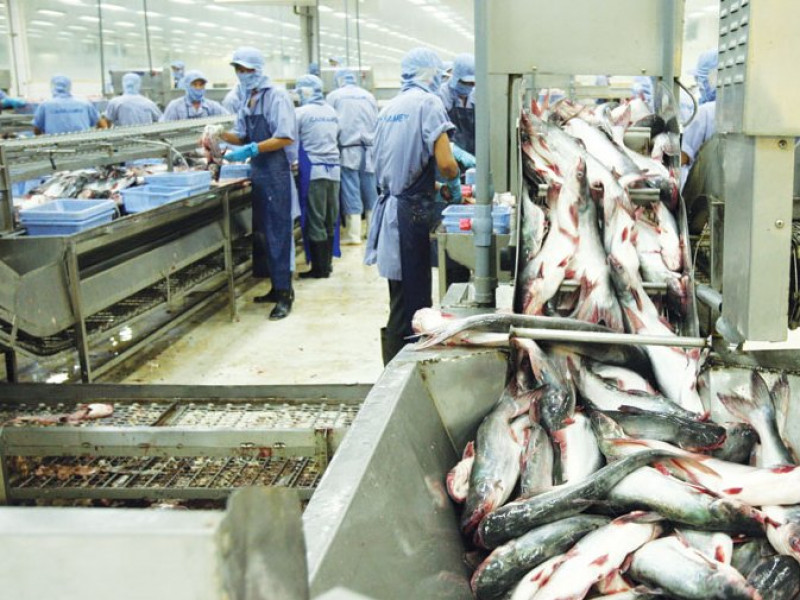 Xuất khẩu cá tra bật tăng, DN đẩy mạnh công suất chuẩn bị đón “mùa vàng”   