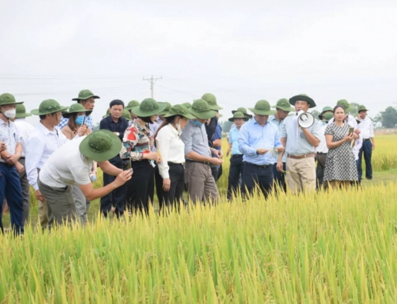 Cả hai giống lúa này đã được đưa vào sản xuất trên địa bàn Nghệ An từ năm 2019. Ảnh: Xuân Hoàng