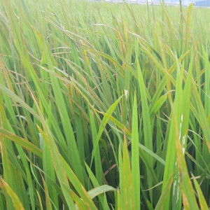 Bệnh đạo ôn cổ bông trên lúa ở Nghệ An có nguy cơ lây lan trên diện rộng