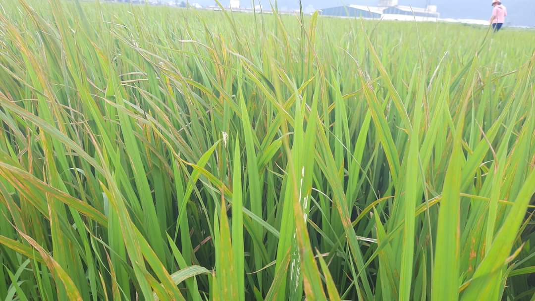 Hiện toàn tỉnh đã có trên 5.000 ha lúa xuân bị nhiễm bệnh đao ôn lá, với nhiều mức độ gây hại khác nhau.