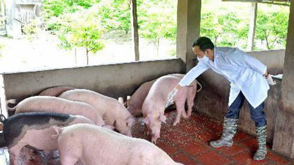 Việt Nam sản xuất thành công vaccine phòng bệnh dịch tả lợn châu Phi