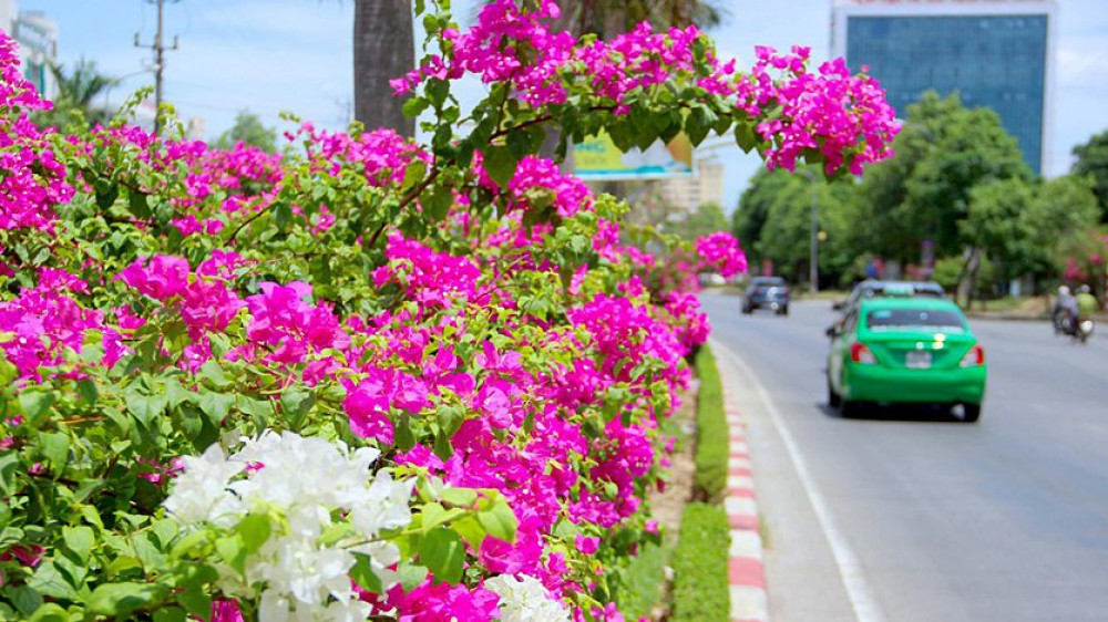 Thành phố Vinh: Phát triển sản xuất rau an toàn, hoa, cây cảnh gắn với làng nghề
