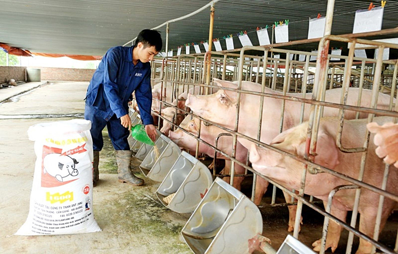 Quảng Trị Triển khai mô hình chăn nuôi lợn an toàn sinh học theo hướng hữu  cơ