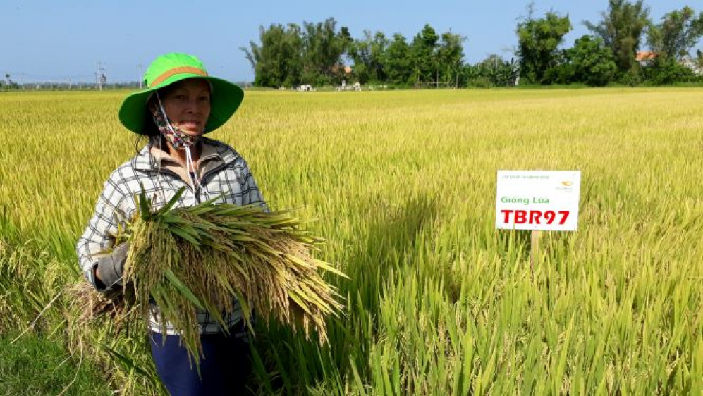 Vụ ĐX 2021 – 2022, Quảng Ngãi cơ cấu nhiều giống lúa năng suất cao, chất lượng gạo ngon.