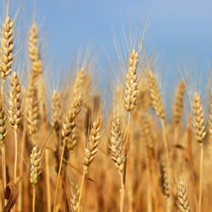 Thế giới có thể hết lúa mì trong 10 tuần nữa