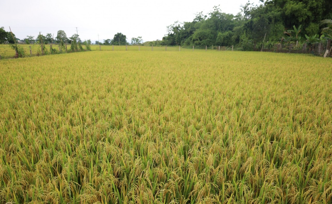 Áp dụng phương thức sản xuất canh tác thân thiện môi trường cây lúa sinh trưởng phát triển tốt