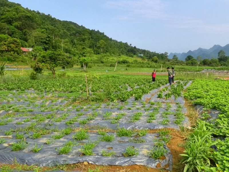 Hà Giang đẩy mạnh phong trào thi đua cải tạo vườn tạp 