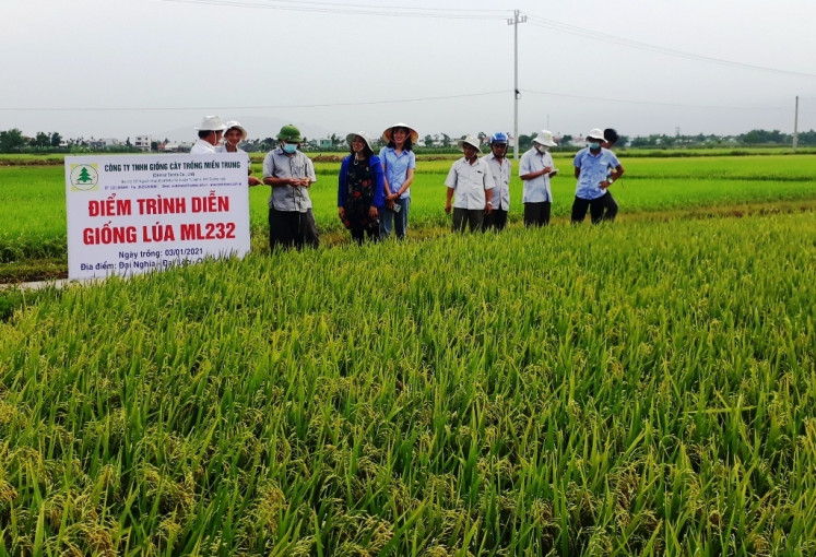 Đoàn công tác của Chi cục Trồng trọt và BVTV tỉnh Quảng Nam tham quan, kiểm tra giống lúa ML232 tại xã Đại Nghĩa, huyện Đại Lộc.