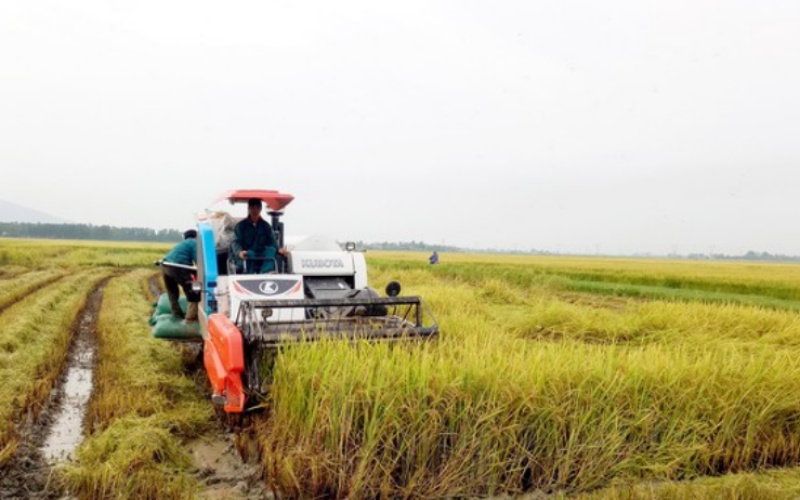 Vụ hè thu năm 2021 của Nghệ An sản lượng cây lương thực đạt hơn 455.742 tấn