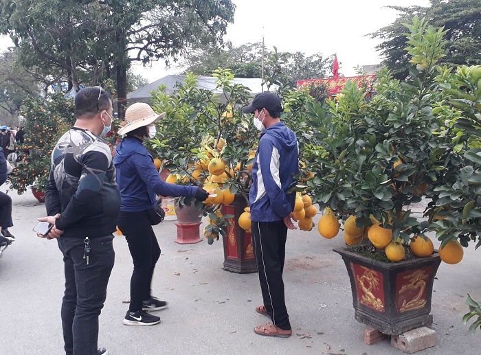 Những cây bưởi cảnh trĩu quả được tiểu thương bày bán trên đường Lê Hồng Phong.