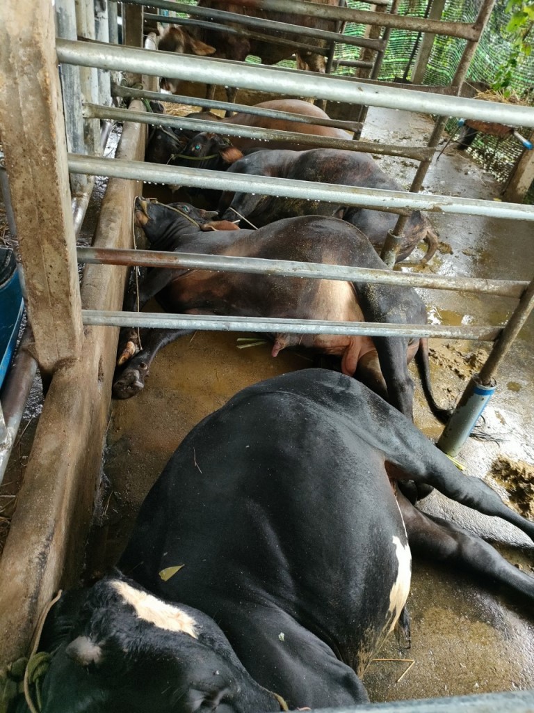 Sét đánh làm chết 4 con bò giống (ảnh: lãnh đạo UBND huyện Tư Nghĩa cung cấp)