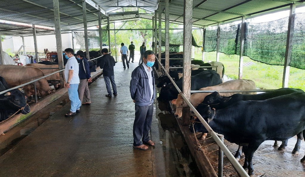 Mô hình nuôi bò thịt tại xã Nghĩa Thắng, huyện Tư Nghĩa.
