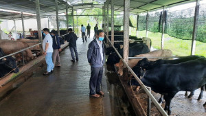 Thúc đẩy phát triển chăn nuôi bò thịt tại các tỉnh miền Trung