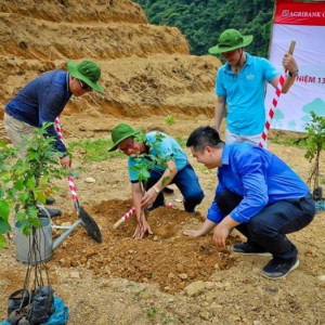 Agribank trồng 5.000 cây Lát phủ xanh đất trống đồi trọc