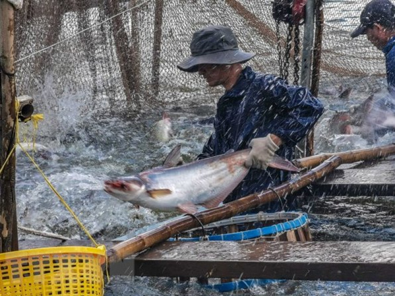 Ngành Cá Tra Việt Nam Hứa Hẹn Bước Vào Chu Kỳ Phát Triển Mới
