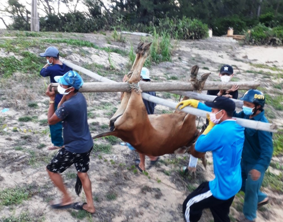 Người dân xã Phổ Châu chuyển bò đi tiêu hủy (ảnh CTV)