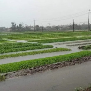Mưa lớn khiến hơn 220 ha rau màu tại huyện Quảng Điền bị thiệt hại