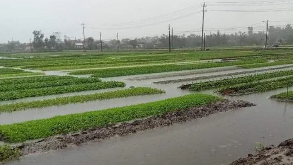 Mưa lớn khiến hơn 220 ha rau màu tại huyện Quảng Điền bị thiệt hại