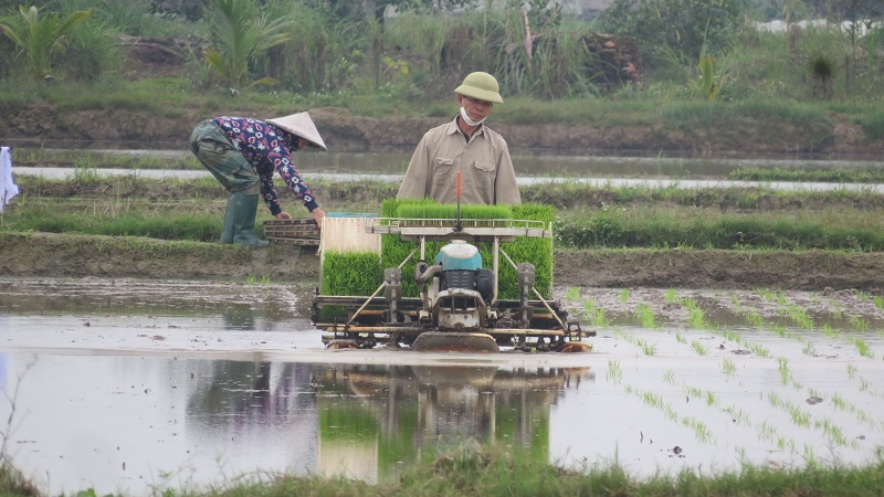 Huyện Tiên Lãng có khoảng 700/5.000 ha lúa xuân 2022 được cấy bằng máy