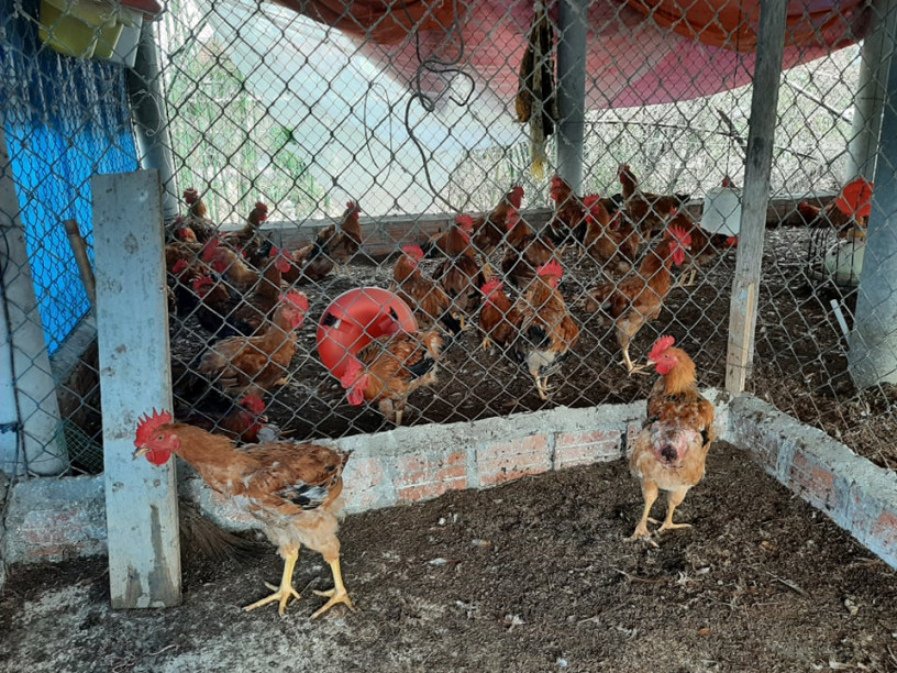 Hiện nay mỗi tháng anh Hào cung ứng ra thị trường tại tỉnh Thừa Thiên - Huế khoảng 1,8 tấn gà thịt.