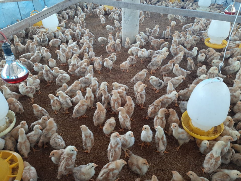 Anh Hào nuôi các lứa gà kế tiếp nhau để đảm bảo nguồn cung cấp ra thị trường hàng tháng.