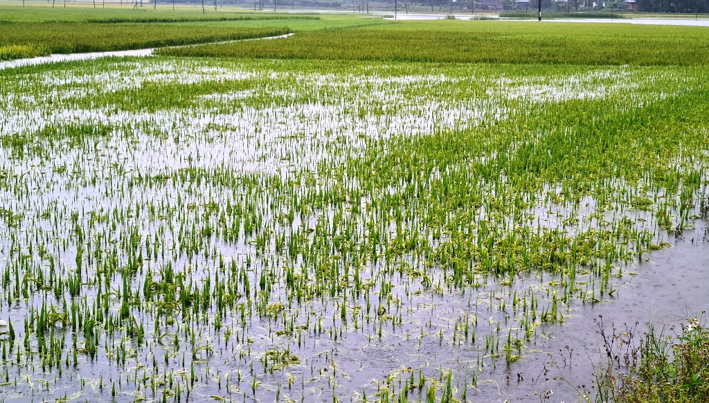 Mưa lớn bất thường làm hàng chục ngàn ha lúa của nông dân  Quảng Ngãi bị đổ ngã, ngập trong nước.