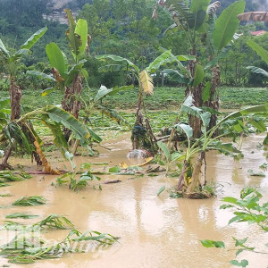 Mưa lũ gây thiệt hại lớn về nông nghiệp ở Tuyên Quang 