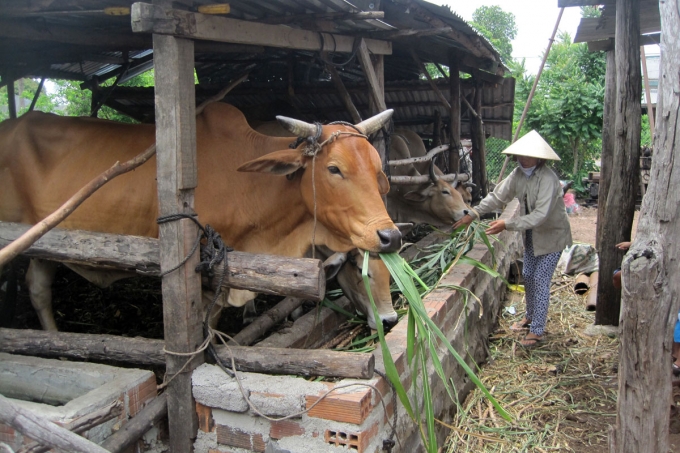 Kỳ Tây phát triển mô hình chăn nuôi trâu bò