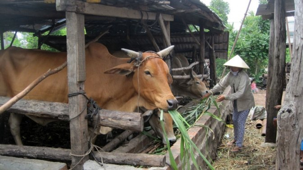 Chăn nuôi trâu, bò thịt: Hướng phát triển kinh tế hiệu quả