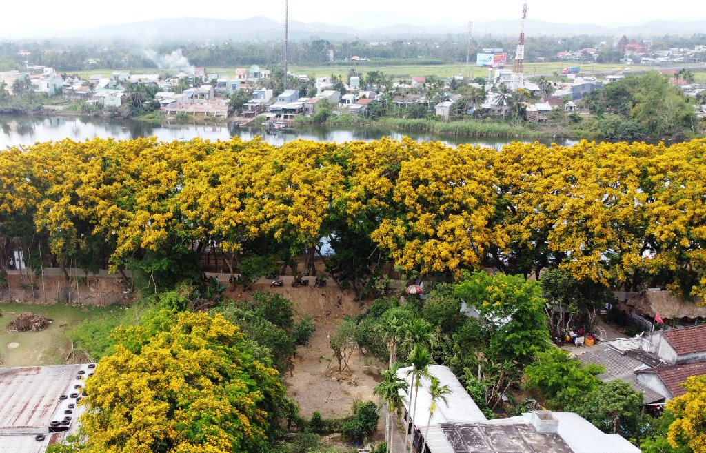 Một góc hoa sưa ở Vườn Cừa, làng Hương Trà, phường Hòa Hương, TP Tam Kỳ.