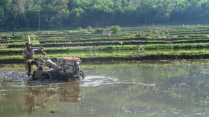 Quảng Ngãi: Vụ hè thu 2022 trà lúa chính vụ gieo sạ từ 20-31/5