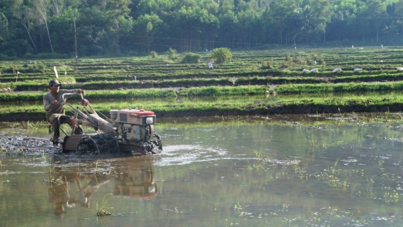 Quảng Ngãi: Vụ hè thu 2022 trà lúa chính vụ gieo sạ từ 20-31/5